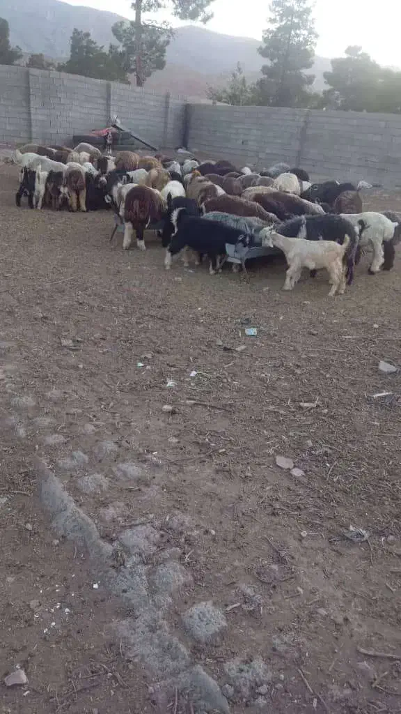 گوسفند زنده کهره و بره|حیوانات مزرعه|شیراز, احمدآباد|دیوار