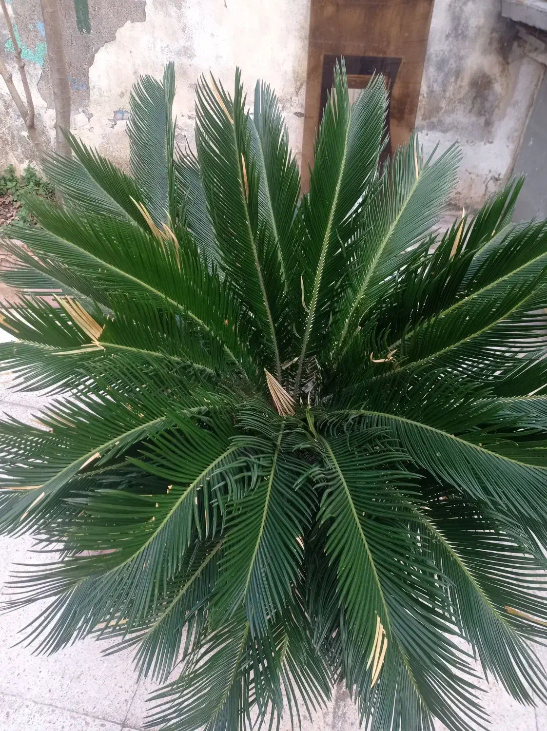 سیکاس ماده|گل و گیاه طبیعی|رشت, پاره بیجار|دیوار