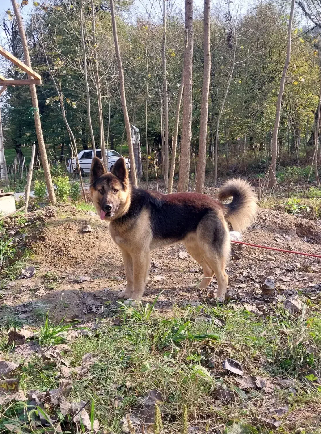 ژرمن نر|سگ|لاهیجان, آهندان|دیوار