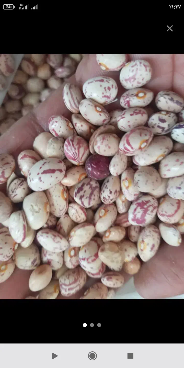 لوبیا چیتی بذر خمین|خوردنی و آشامیدنی|بیرانوند, |دیوار