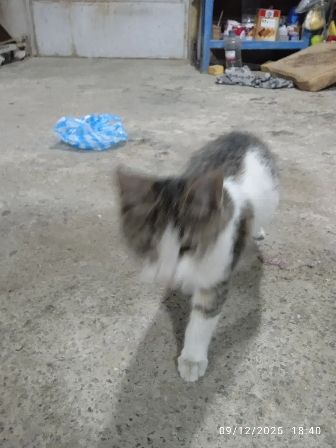 واگذاری بچه گربه شش ماهه رایگان|گربه|سلماس, |دیوار