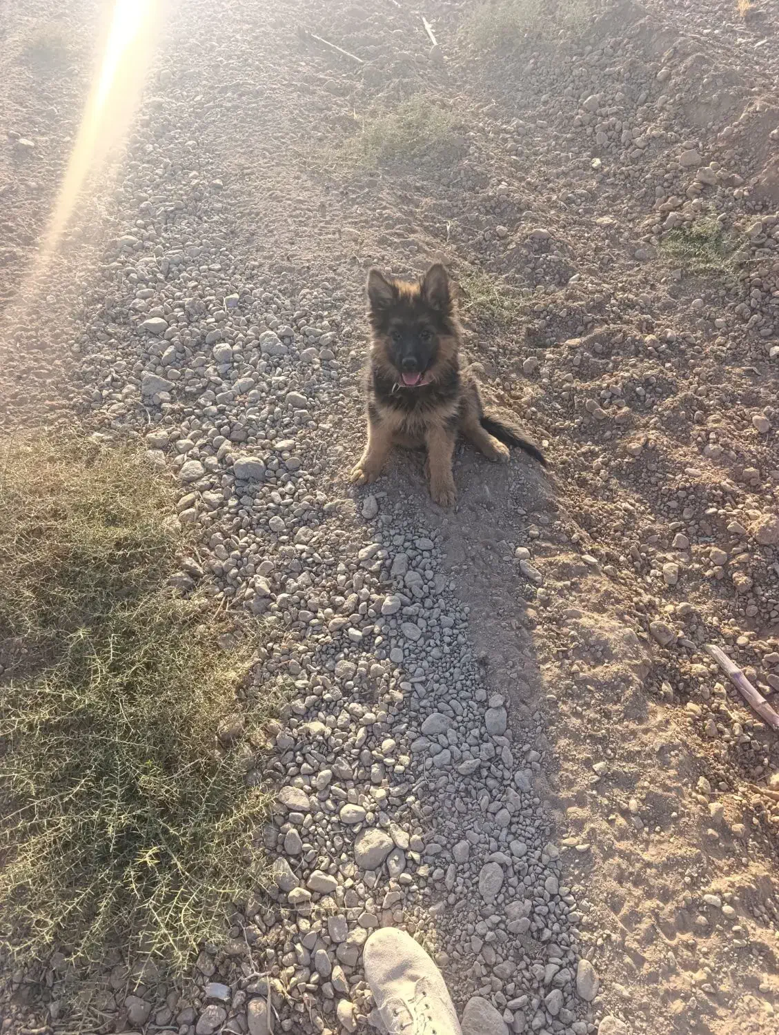 توله ژرمن|سگ|آباده, |دیوار