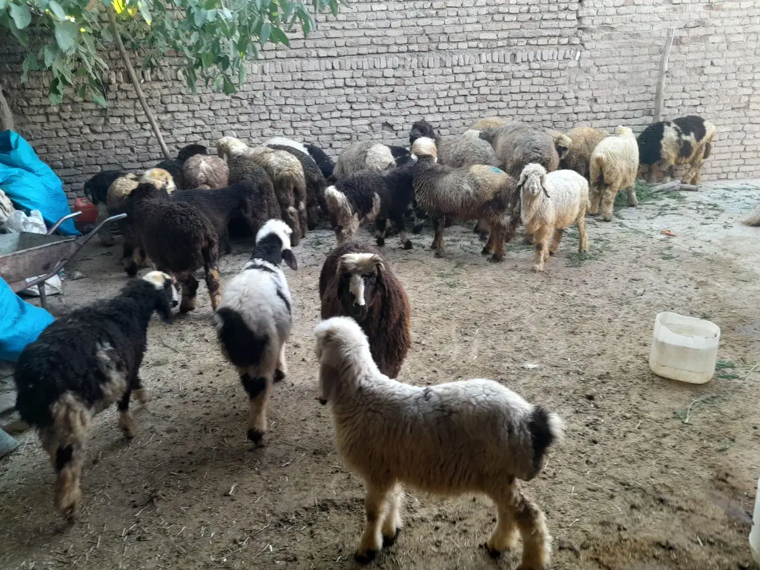 ۲۰ عدد بره|حیوانات مزرعه|ازنا, |دیوار