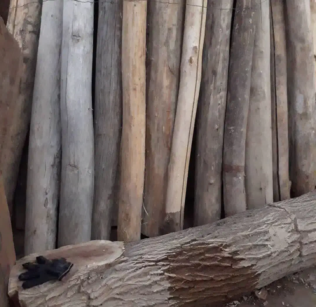 خریدار انواع چوب|خدمات باغبانی و درختکاری|اقبالیه, |دیوار