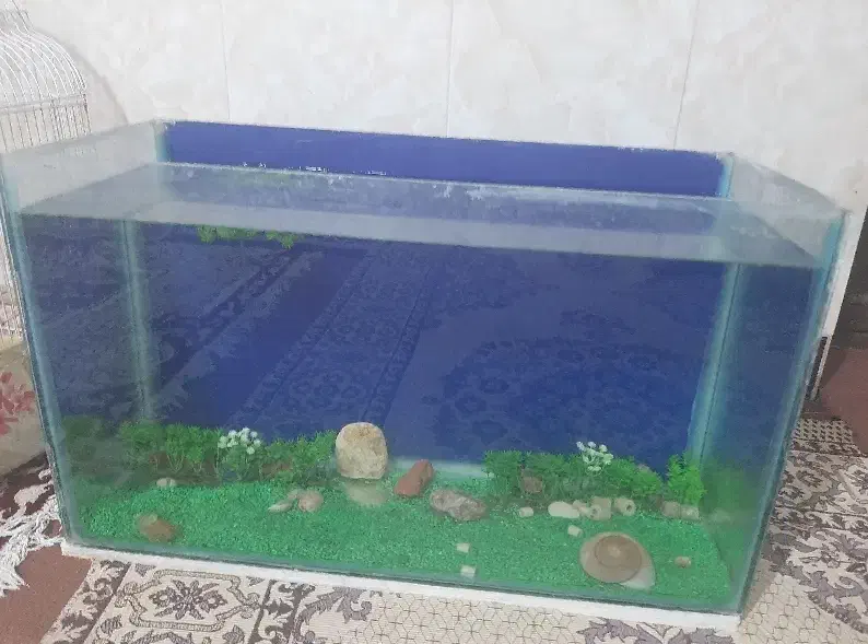 آکواریوم درجه یک سایز ۷۰ در ۵۰ در۳۳|ماهی|شیروان (خراسان), |دیوار
