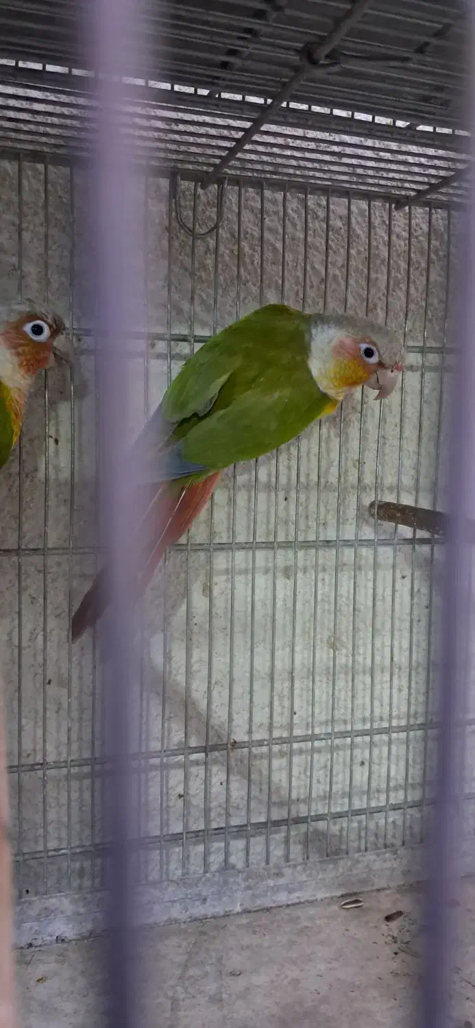 طوطی گرینچیک نر و جفت مولد تضمینی|پرنده|تهران, مجیدآباد|دیوار