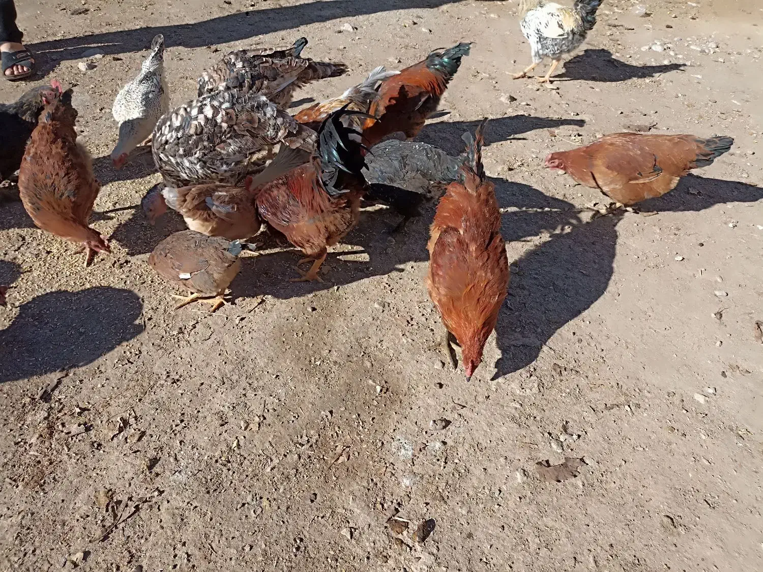 4عددخروس|حیوانات مزرعه|بیرانوند, |دیوار