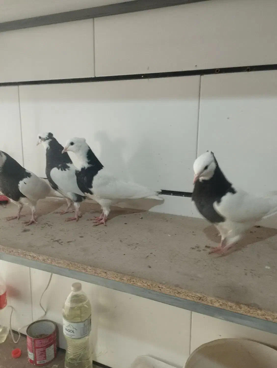 کفتریا کبوتر|پرنده|اقبالیه, |دیوار