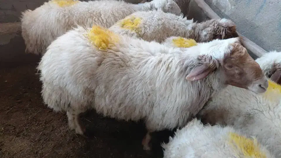 دام بهداشتی|حیوانات مزرعه|کرج, شهرک بنفشه|دیوار