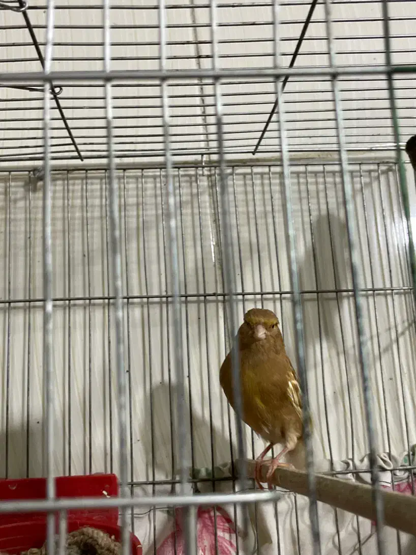 قناری ماده فائو چشم قرمز|پرنده|رامهرمز, |دیوار