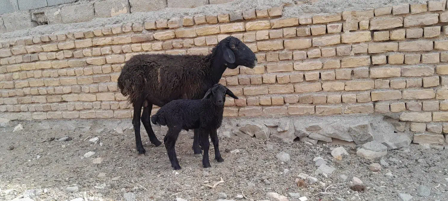 میشبرهبزبزغاله|حیوانات مزرعه|رضویه, |دیوار