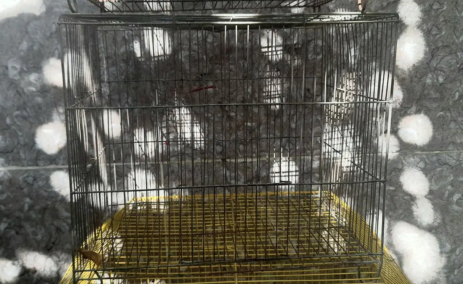 قفس پرنده|لوازم جانبی حیوانات|گرگان, |دیوار