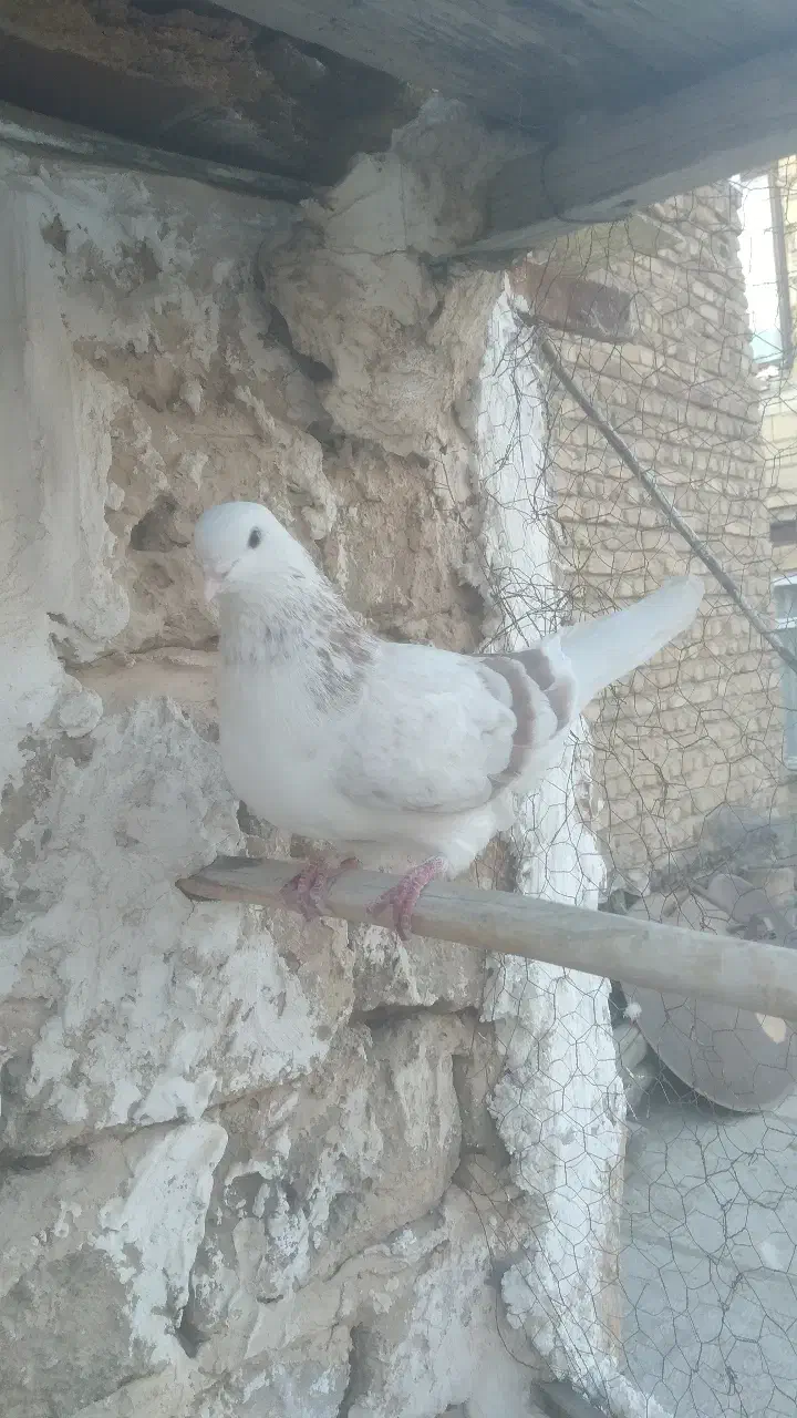 کبوتر|پرنده|محمدشهر, محمدشهر|دیوار