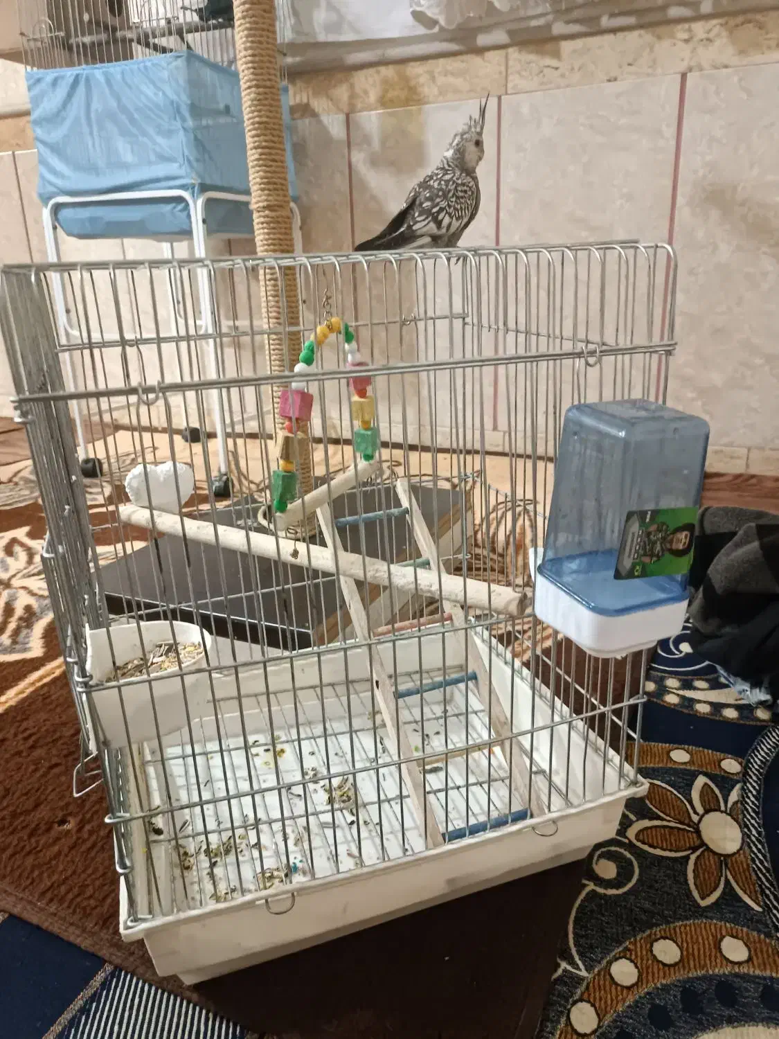 یدونه قفس با نشیمن گاه پرنده|لوازم جانبی حیوانات|بهارستان, |دیوار