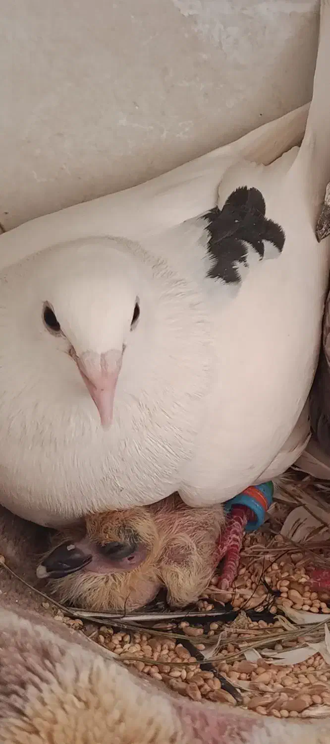 کفتر گم شده|حیوانات|مشهد, نظام دوست|دیوار