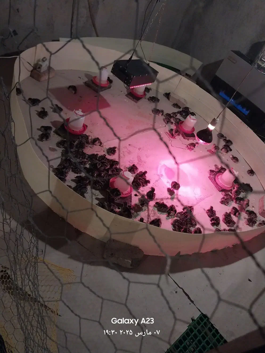 جوجه بوقلمون برنز 10 روزه و یک روزه|حیوانات مزرعه|هشتگرد, شهرک اداری|دیوار