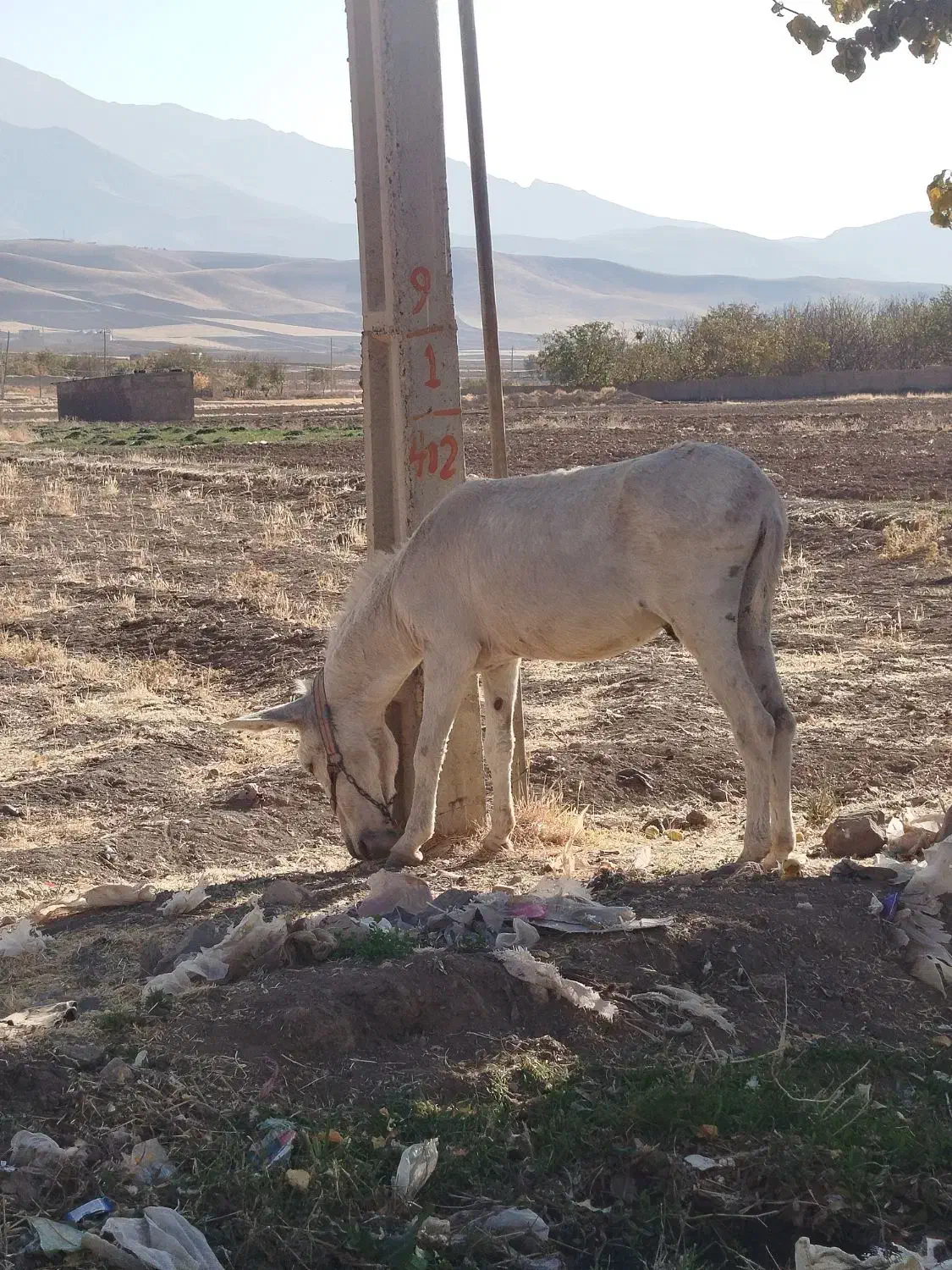 نر الاغ|حیوانات مزرعه|قزوین, |دیوار