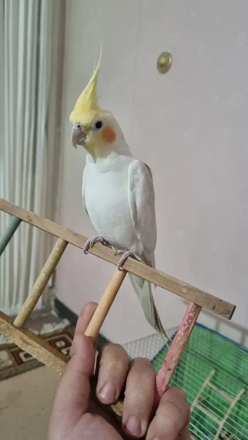 پرنده عروس هلندی|پرنده|خرمآباد, |دیوار