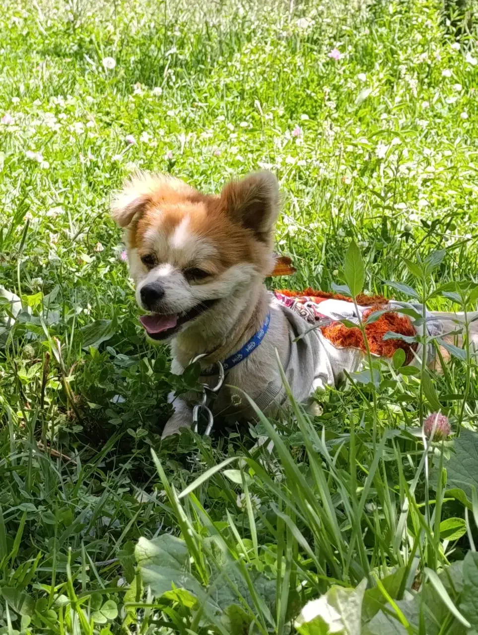 سگ پامر|سگ|مشهد, چهاربرج|دیوار