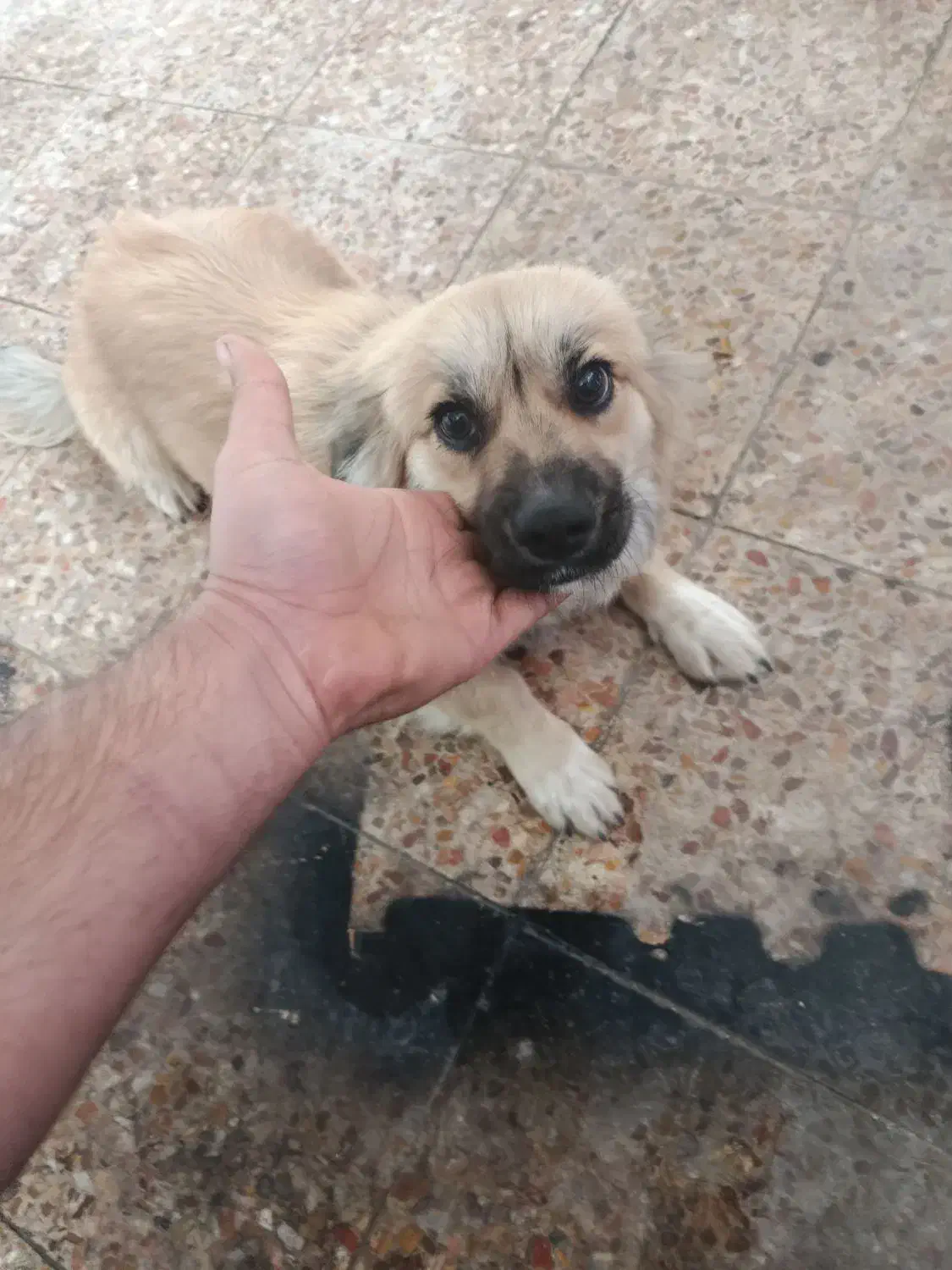 سگ پامر  1ساله نر|سگ|مسجد سلیمان, |دیوار