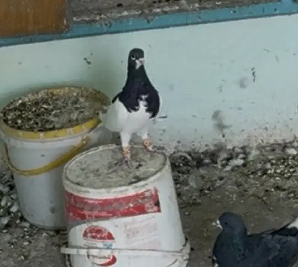 یال سیاه|پرنده|شیراز, بازار|دیوار