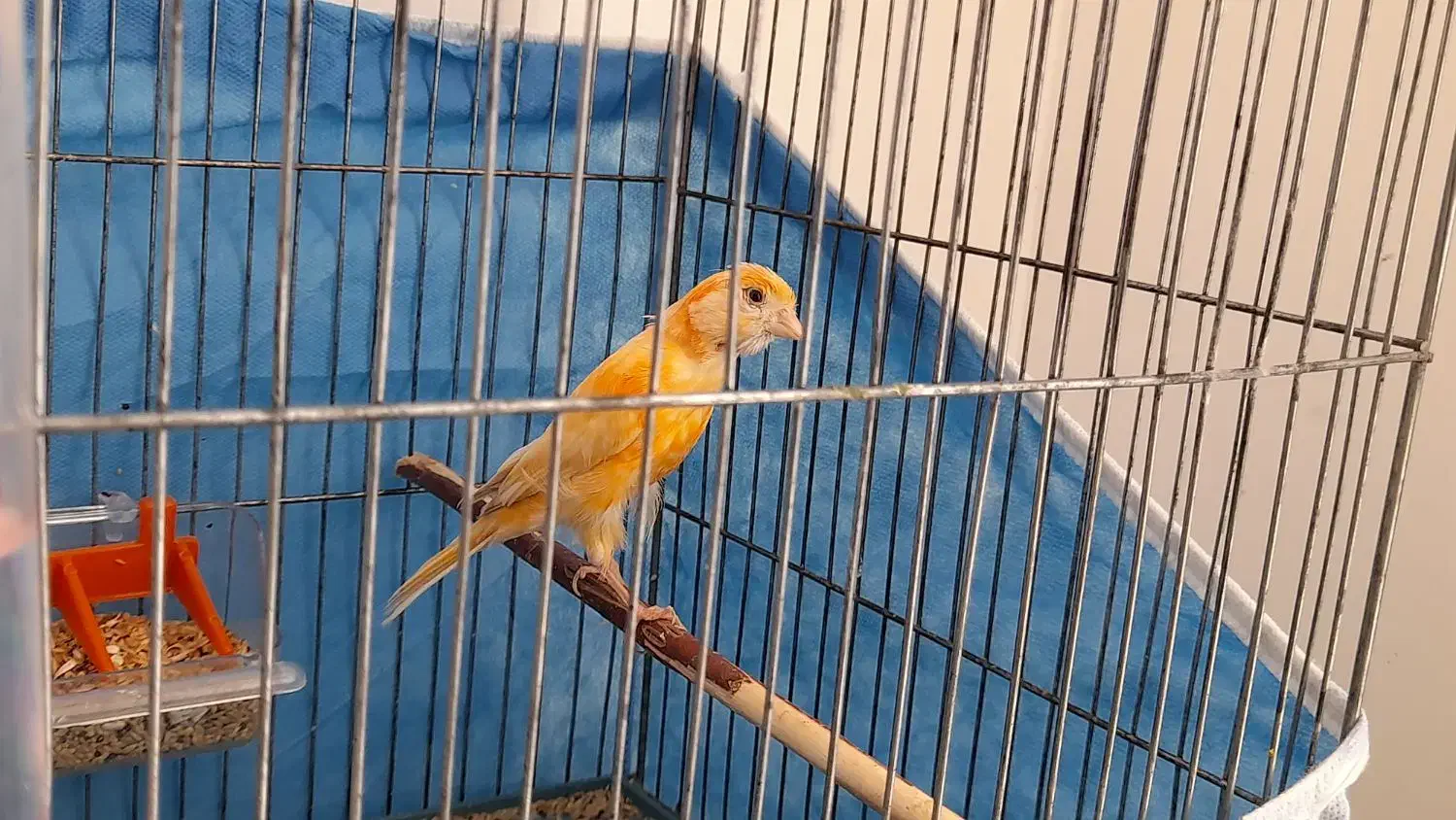 قناری ماده آماده پرتقالی|پرنده|بم, |دیوار