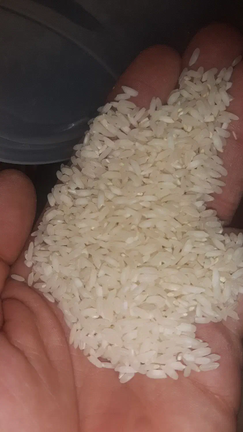 برنج محلی سرخه چمچمال با عطرو قد بینظیر|خوردنی و آشامیدنی|صحنه, |دیوار