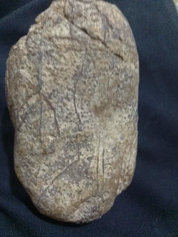 فسیل تخم دایناسور پرند|کلکسیون و سرگرمی|قیدار, |دیوار