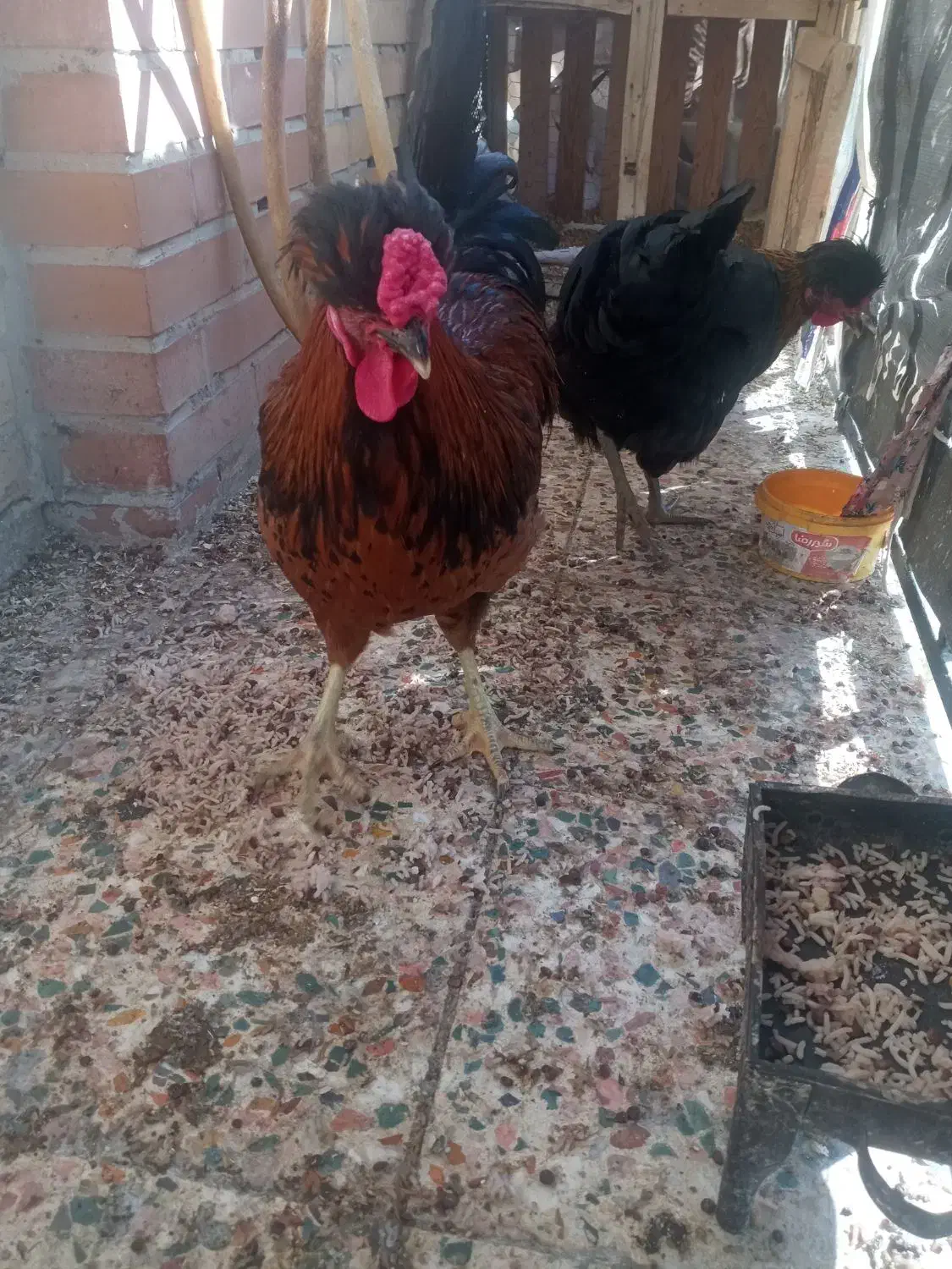 خروس|حیوانات مزرعه|ایلام, |دیوار