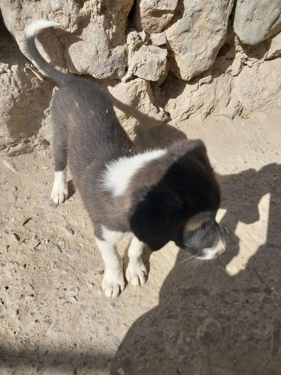 توله سگ|سگ|اسفراین, |دیوار