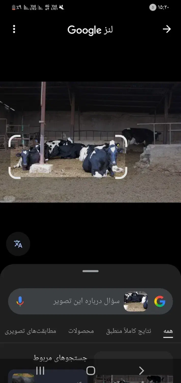 گاوداری|عمده‌فروشی|بسطام, |دیوار