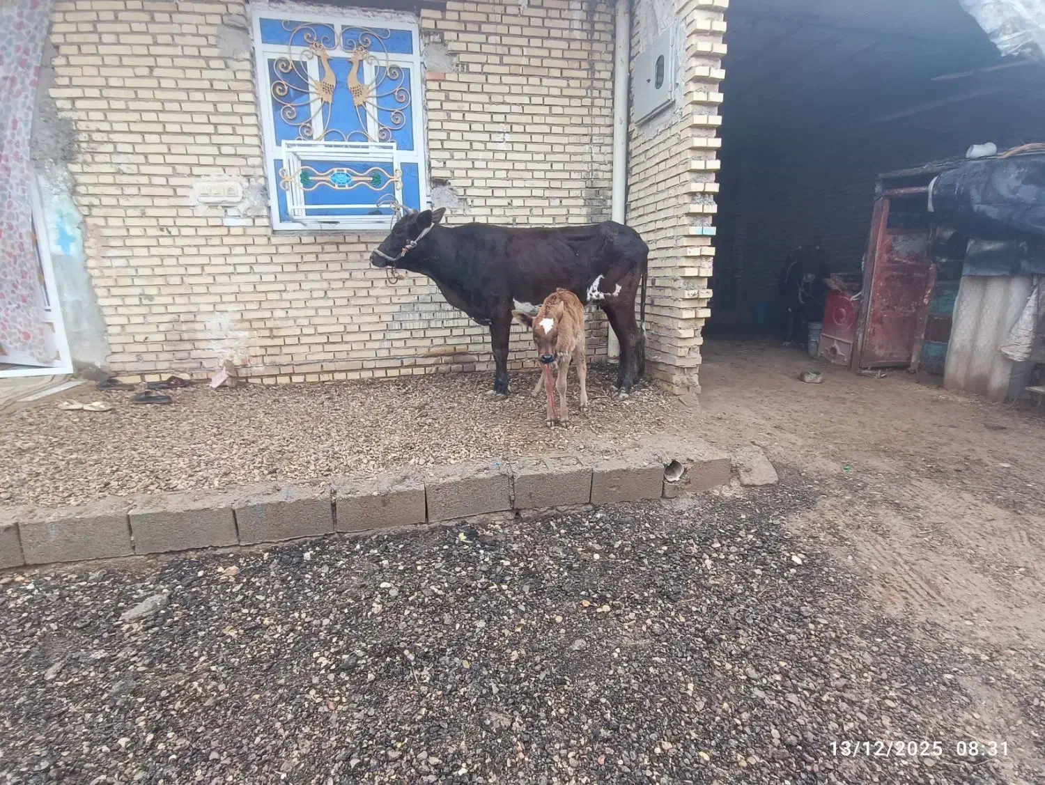 گاو|حیوانات مزرعه|شوشتر, |دیوار