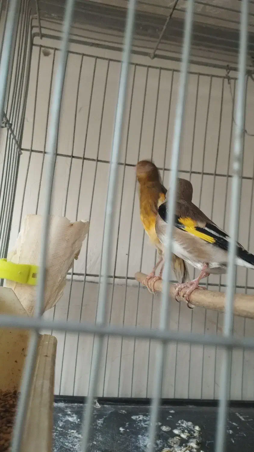 سلام سهره دورگ کوتاه بلند خون جفتی قناری به شرط|پرنده|قرچک, شهرک طلائیه|دیوار