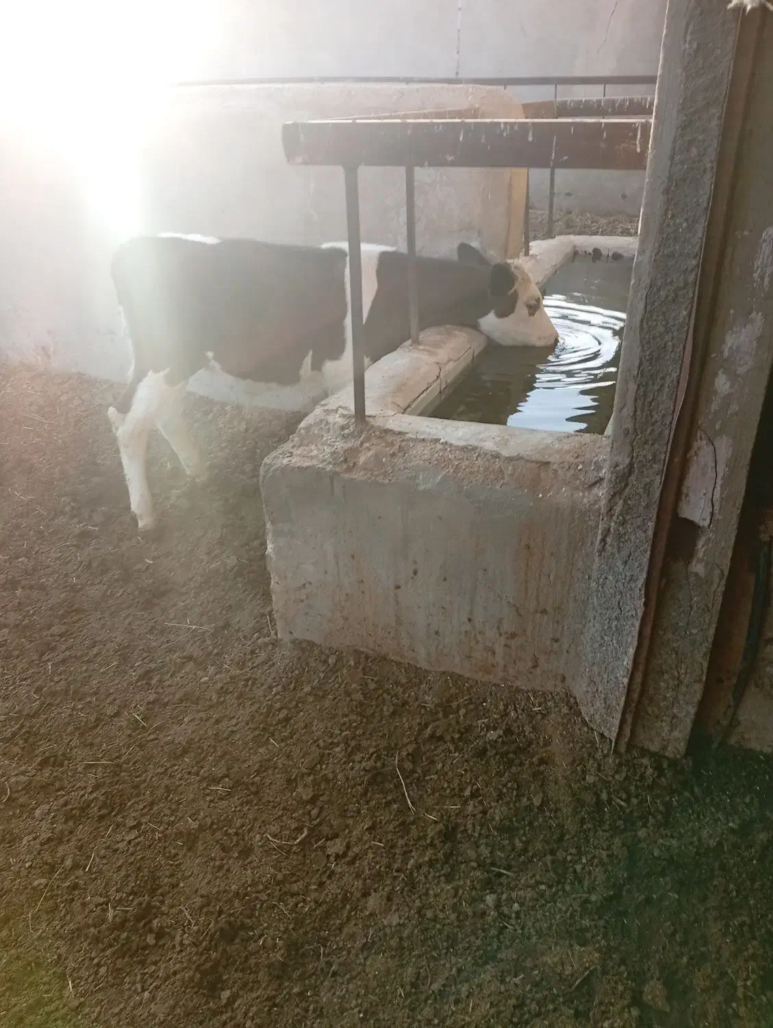 گوساله نر سیمیتال|حیوانات مزرعه|ماهنشان, |دیوار