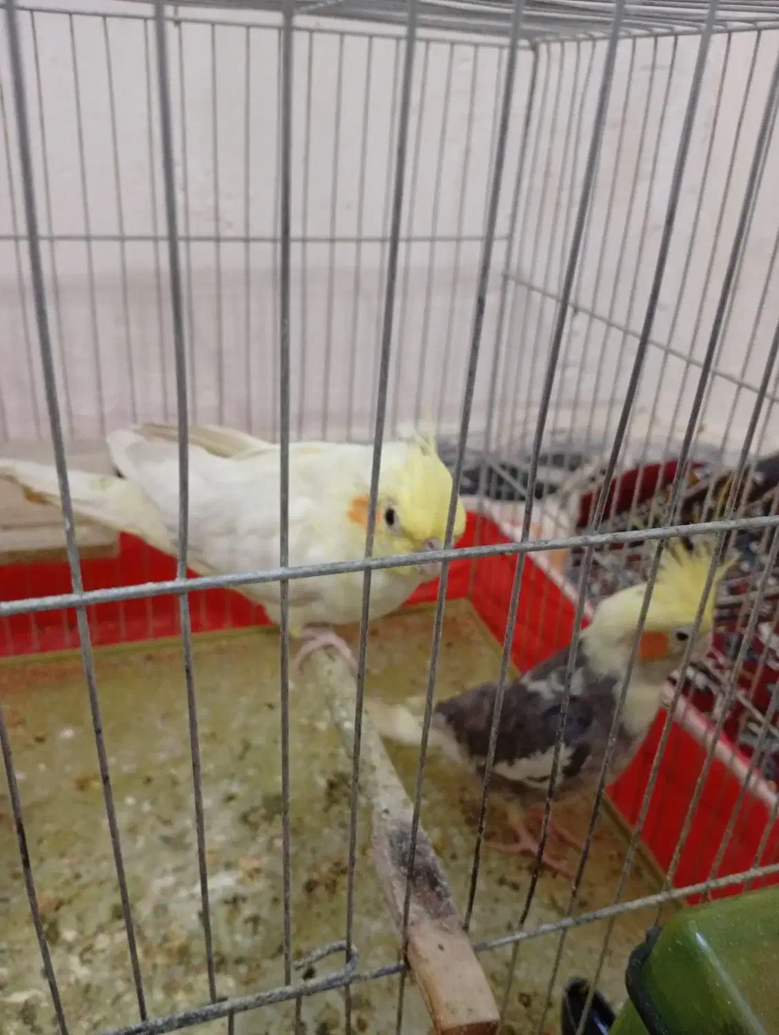 عروس نر و ماده جفت|پرنده|پیرانشهر, |دیوار