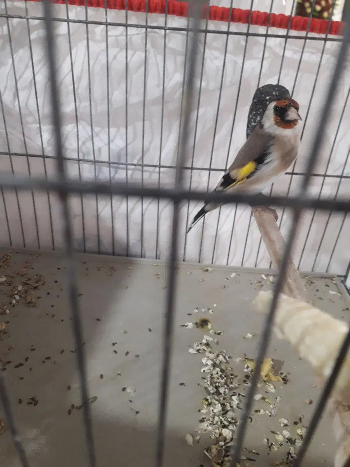 سهره ماده تازه تخت،زاده قفس نشانه دار|پرنده|الوند, |دیوار