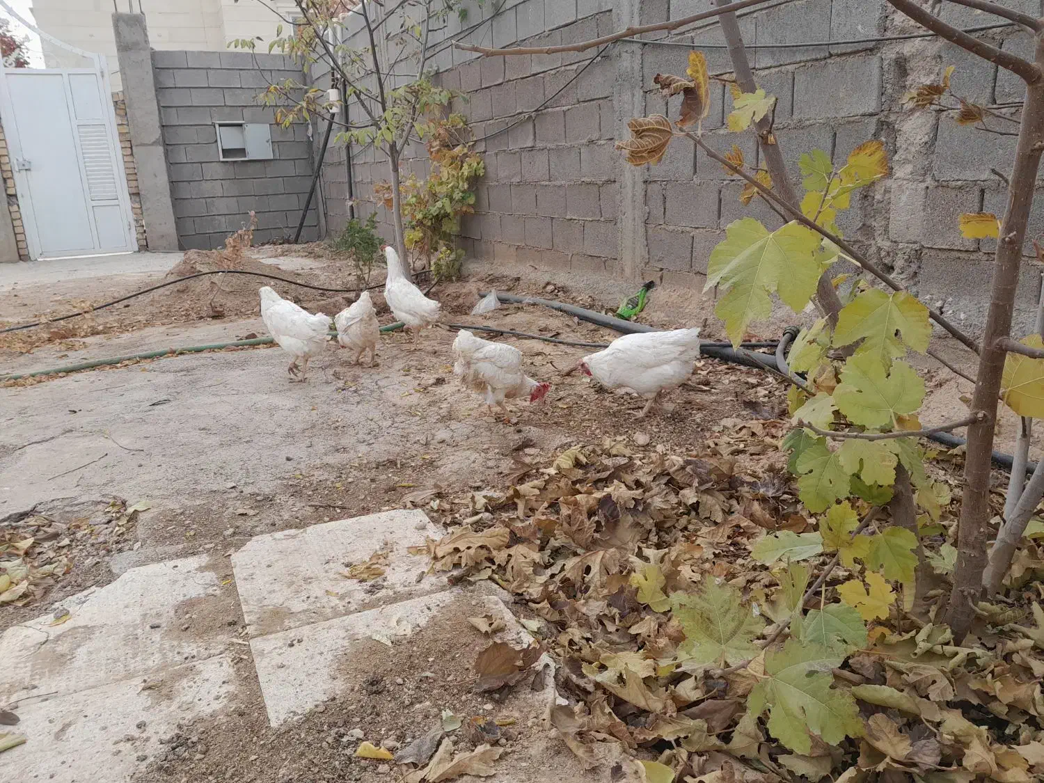 مرغ تخم گذار|حیوانات مزرعه|شیراز, باغشهر اهل بیت|دیوار