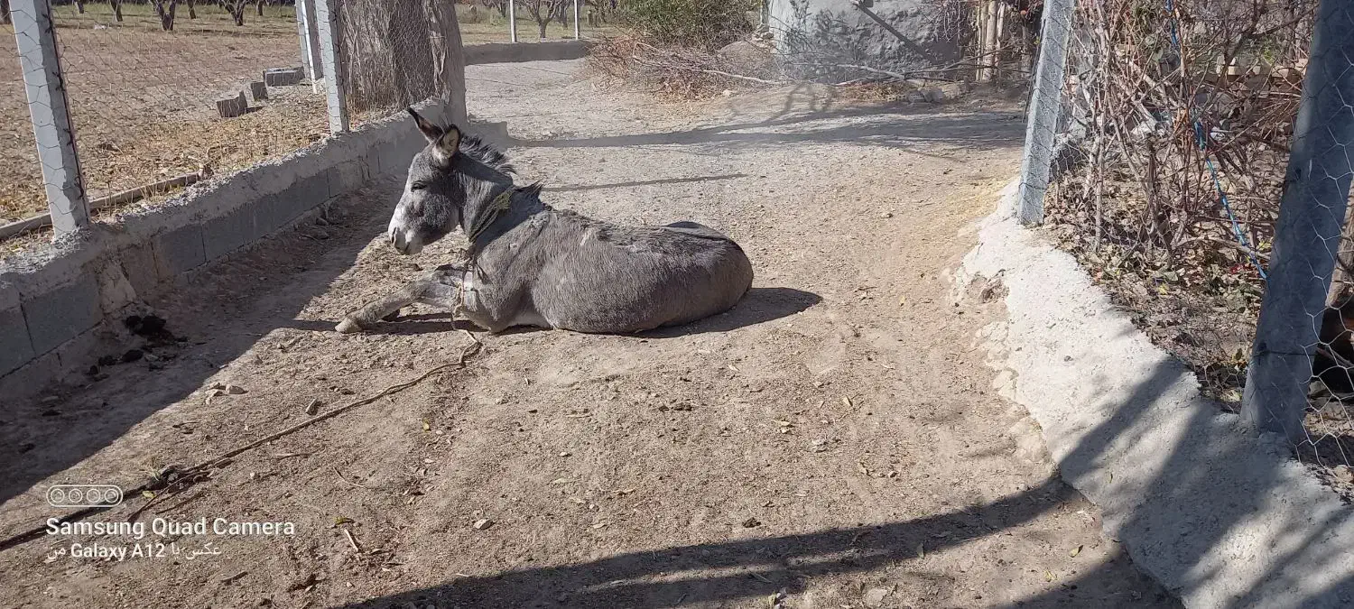 خر نر جوان گوسفندی|حیوانات مزرعه|قوچان, |دیوار