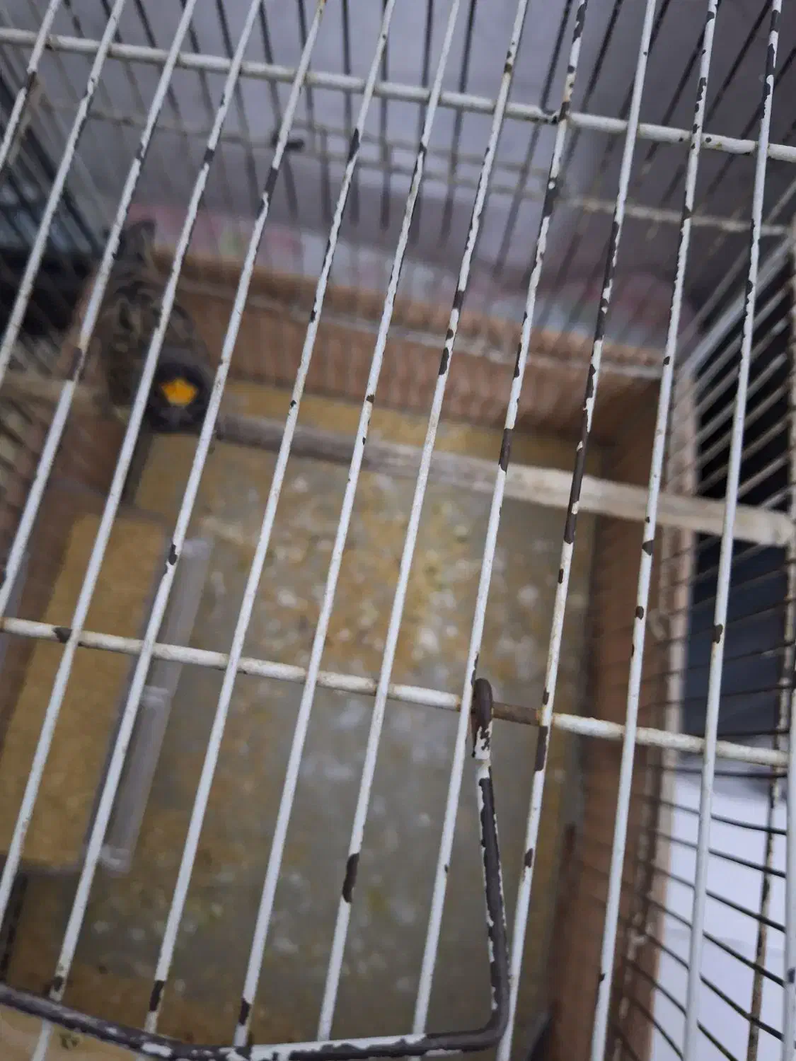 یک جفت عروس هلندی|پرنده|صباشهر, |دیوار