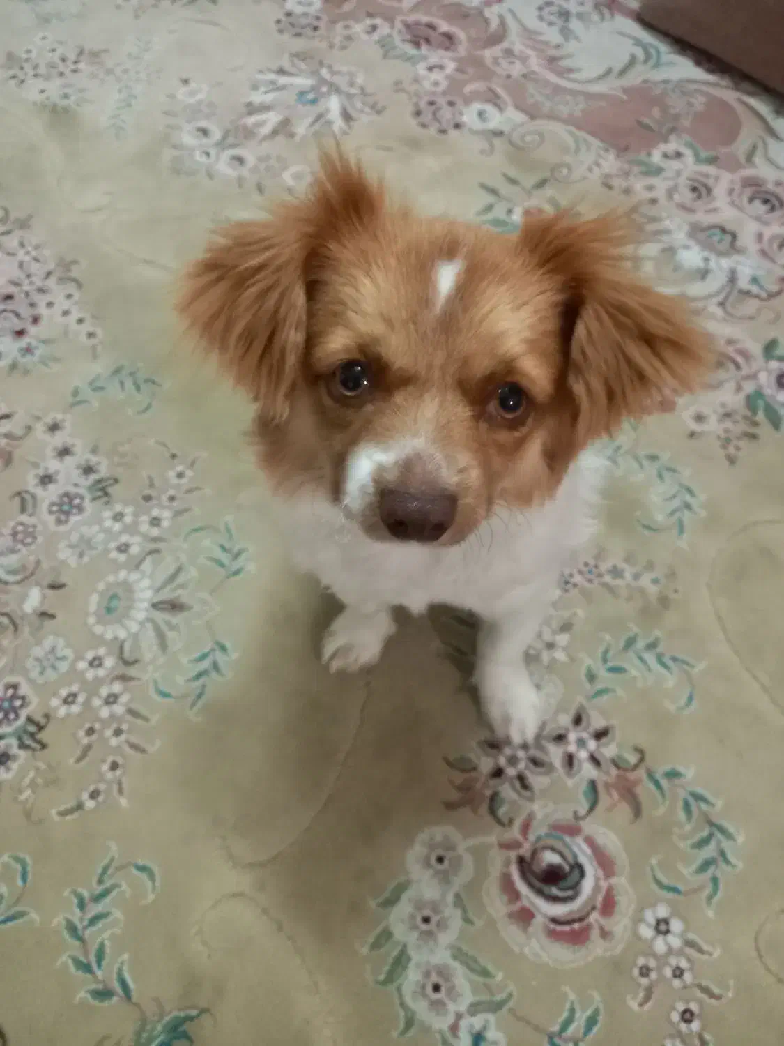 مژدگانی خوب برای یابنده|حیوانات|بسطام, |دیوار