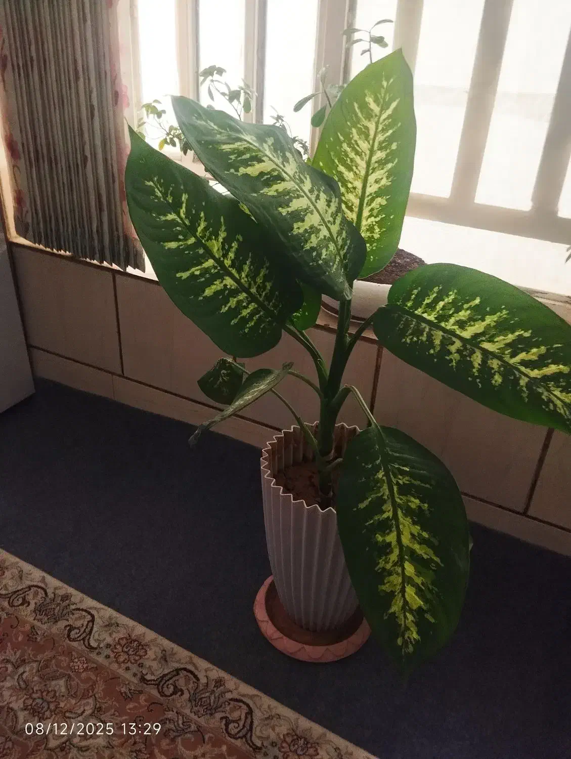 فروش گل های اپارتمانی|گل و گیاه طبیعی|شیراز, شهرک مهدی‌آباد|دیوار