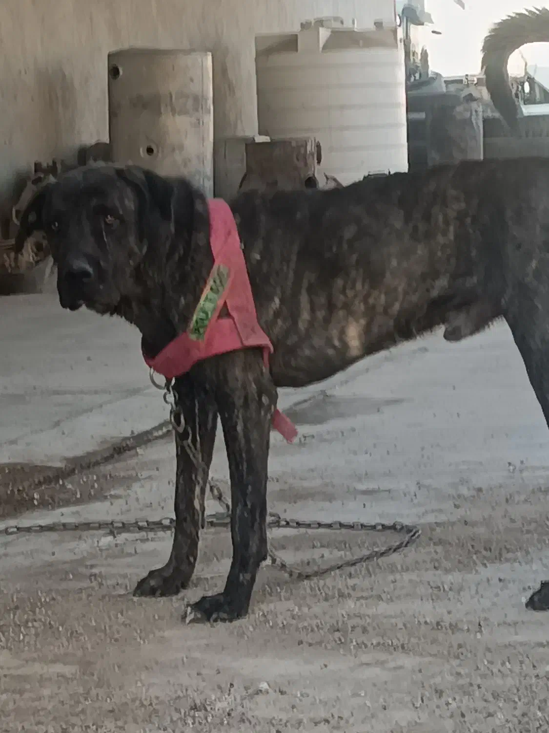 سگ دو رگ افغان معاوضه|سگ|سیرجان, |دیوار