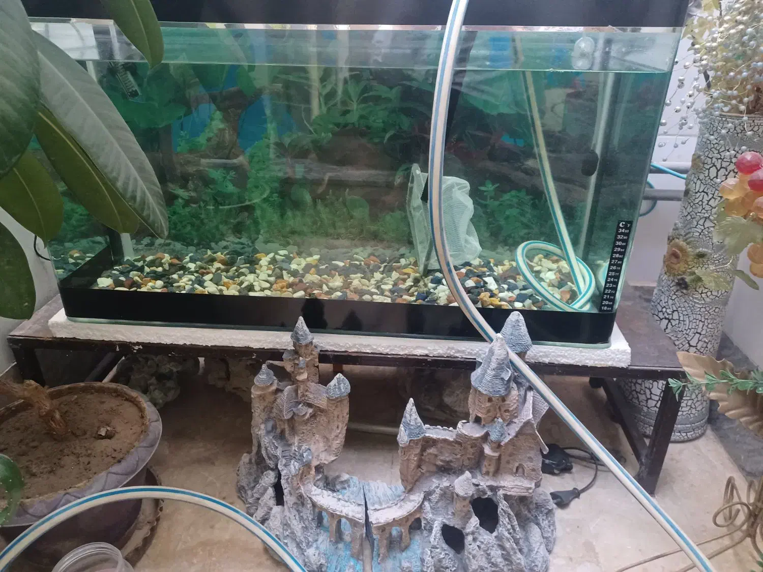 آکواریوم|ماهی|کرمانشاه, |دیوار