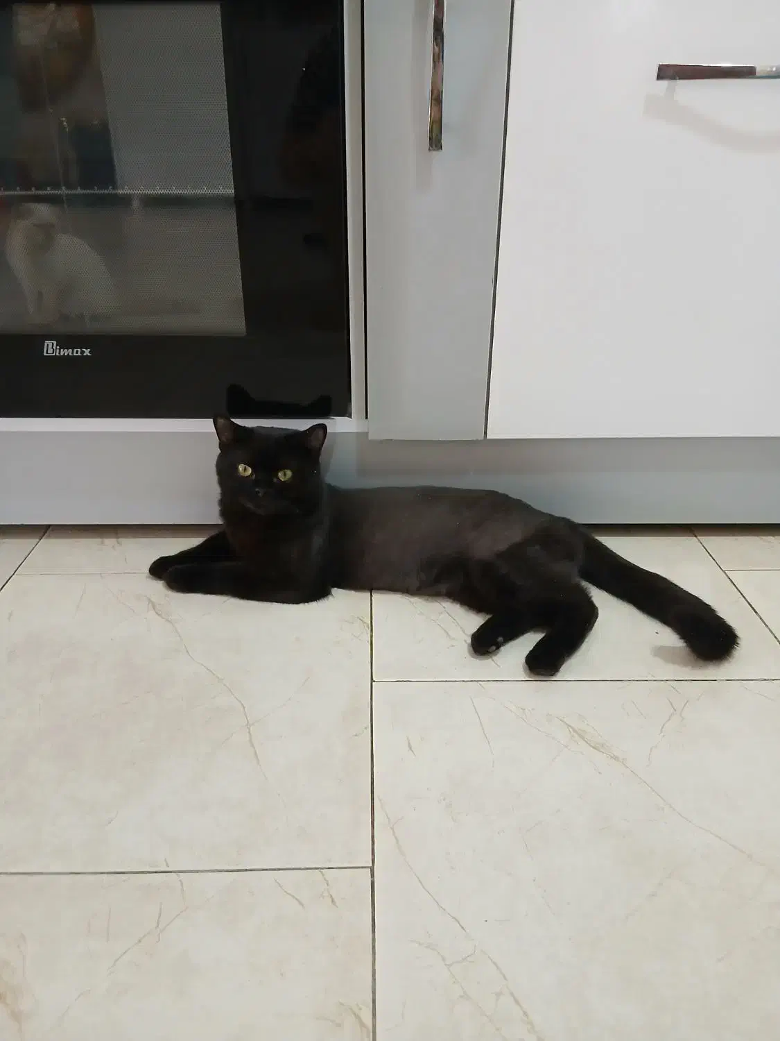 گربه اسکاتیش|گربه|مشهد, امیریه|دیوار