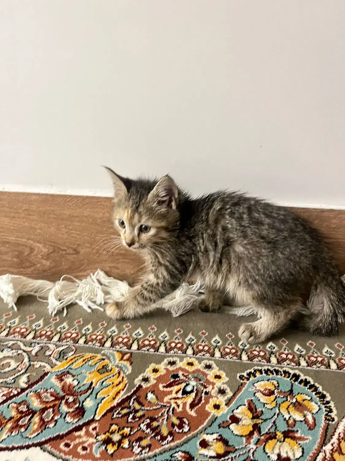 فروش گربه|گربه|مینودشت, |دیوار