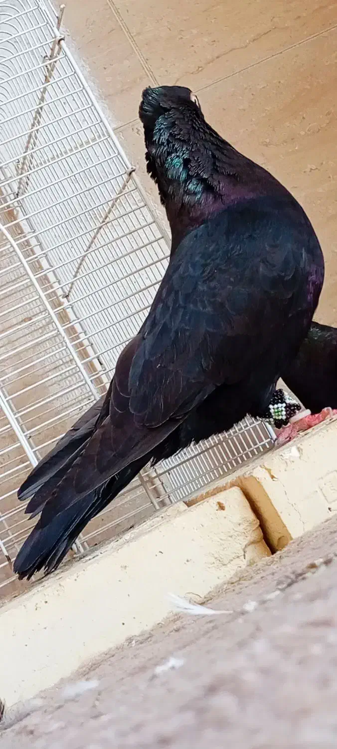 نر آبادانی واکسی پشته صرب فوق درشت وکشیده|پرنده|اهواز, شهرک برق|دیوار