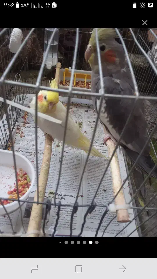 عروس هلندی|پرنده|لاهیجان, کوی خزر|دیوار