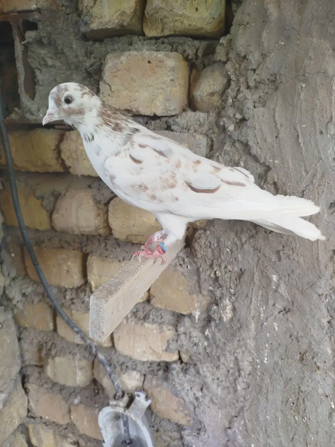 کفتر پرشی شمرونی|پرنده|اصفهان, کشاورزی|دیوار