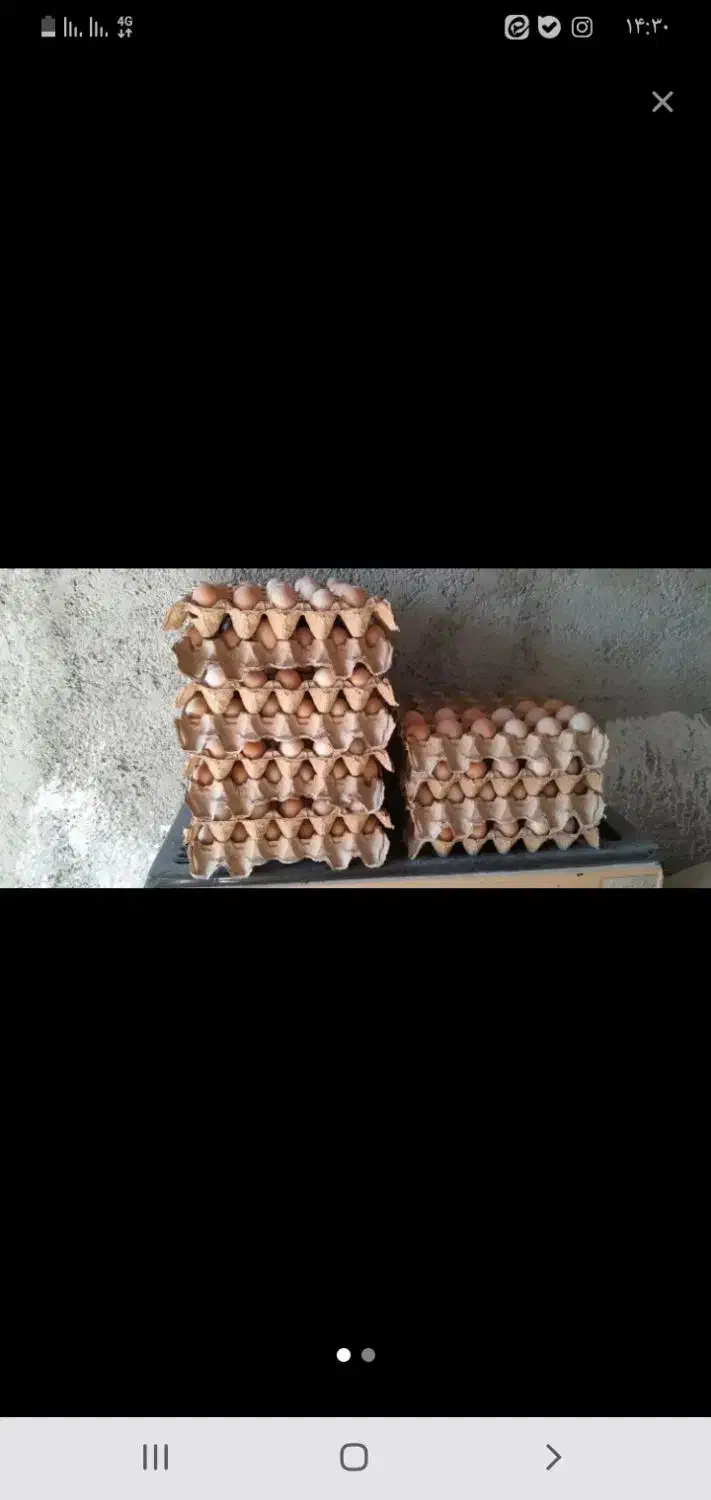 توزیع تخم مرغ عمده|خوردنی و آشامیدنی|زنجان, |دیوار