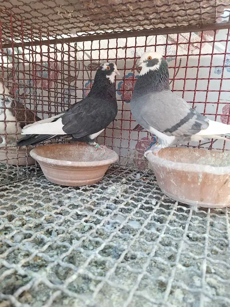 کبوتر چند جفت مایه|پرنده|پاکدشت, پاکدشت (مامازند)|دیوار